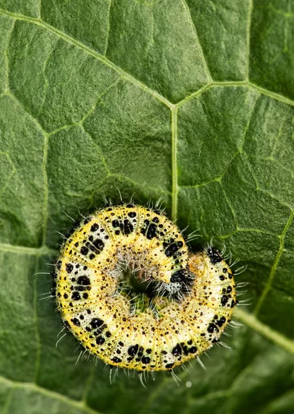Caterpillar Slapen Een Groen Blad — Stockfoto