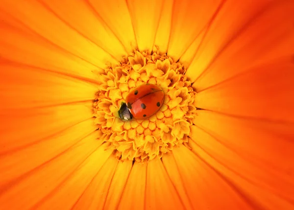Biedronka Siedzi Kwiat — Zdjęcie stockowe