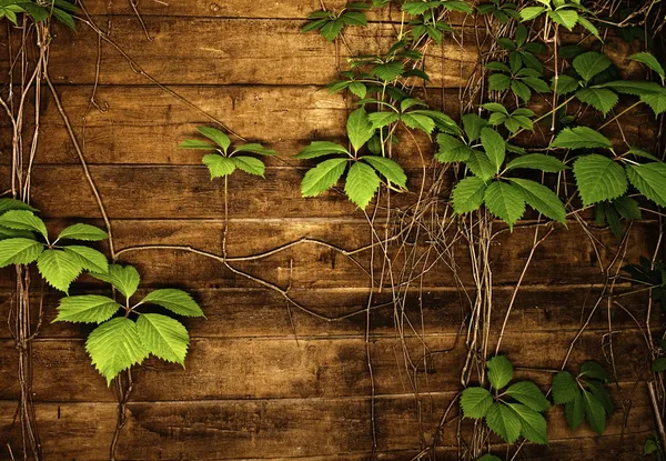Деревянная текстура с зелеными листьями — стоковое фото