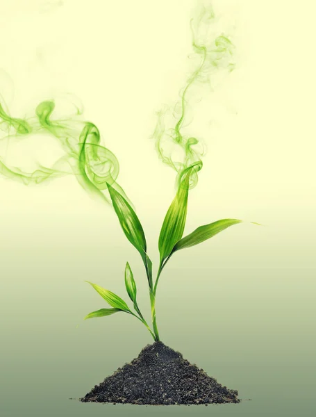 Fumaça verde em torno de planta jovem — Fotografia de Stock