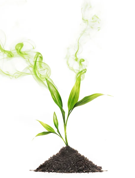 Groene rook rond jonge plant — Stockfoto
