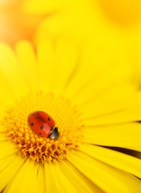 Small ladybug sleeping on yellow flower clipart