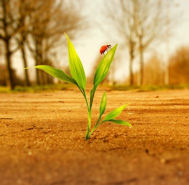 Green grass growing through dry soil clipart