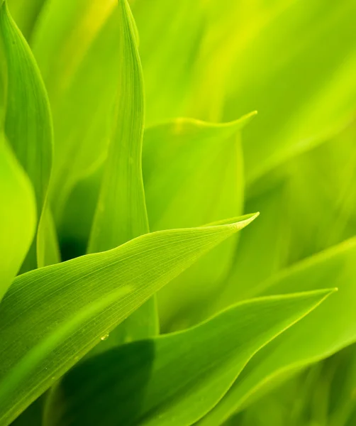Hierba verde fresca (DoF poco profundo) — Foto de Stock
