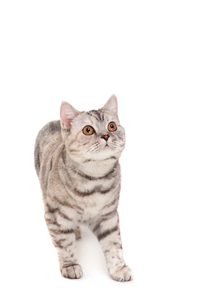 Hermoso gatito — Foto de Stock