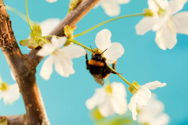 Bir çiçek üzerinde Bumble bee — Stok fotoğraf