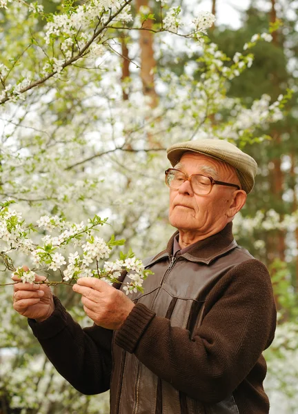 Äldre man arbetar i en trädgård — Stockfoto