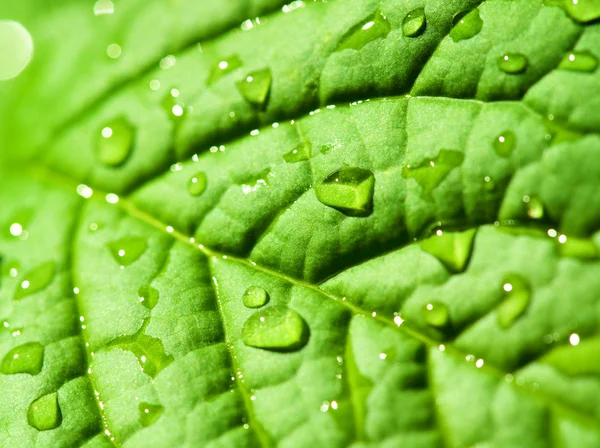 Zelená listová textura s kapkami vody — Stock fotografie