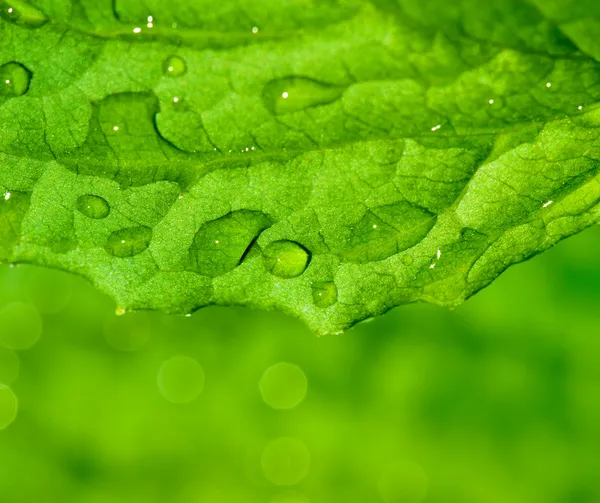 Zielony liść z kroplami wody na nim — Zdjęcie stockowe