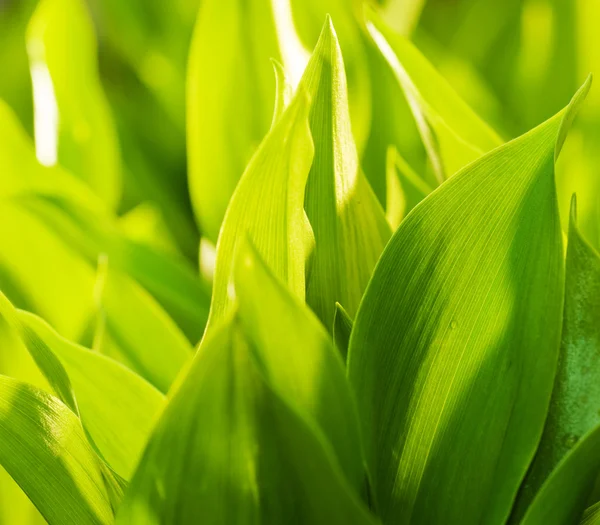 Hierba verde fresca — Foto de Stock