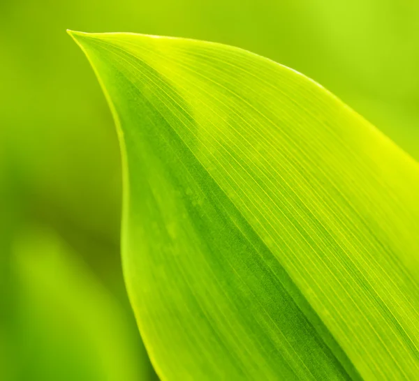Färskt grönt gräs (grund DoF) — Stockfoto