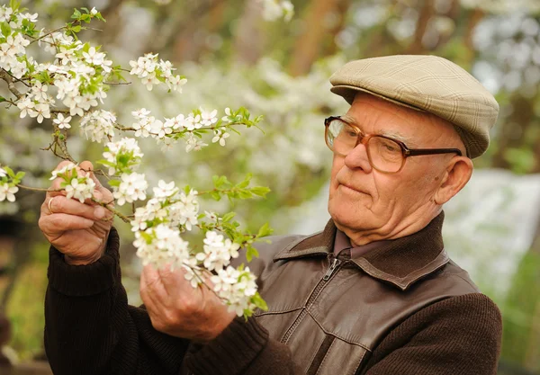 Elderly man working in garden — Stock Photo, Image