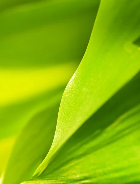 Erba fresca verde (poco profonda DoF) — Foto Stock
