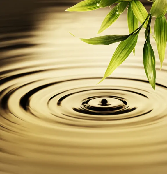 Frische Bambusblätter über Wasser — Stockfoto