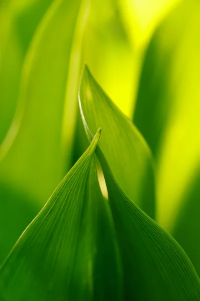 Färskt grönt gräs (grund DoF) — Stockfoto