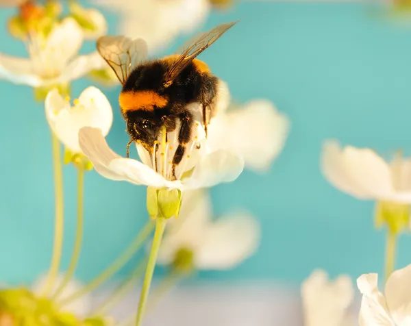 花に蜂をしくじる — ストック写真