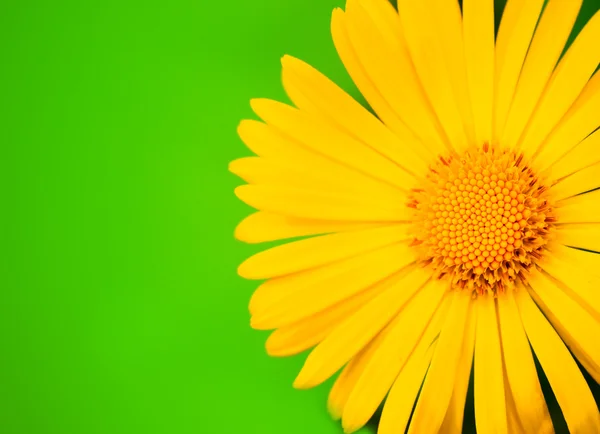 Flor amarela tiro close-up — Fotografia de Stock