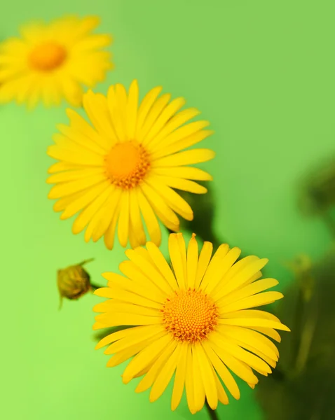 Flores amarelas sobre fundo verde — Fotografia de Stock