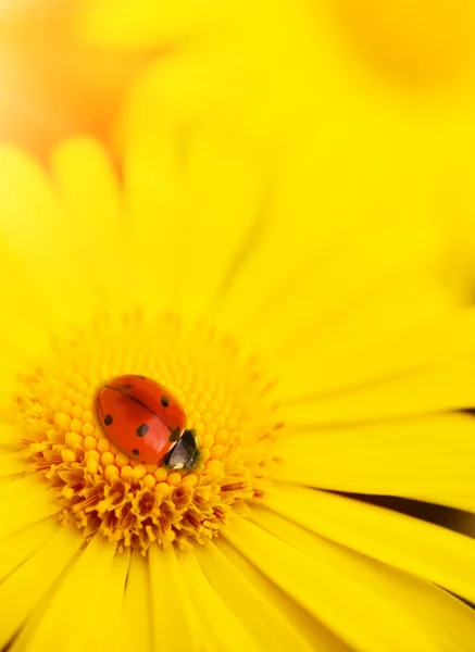 Small ladybug sleeping on yellow flower — Stock Photo, Image