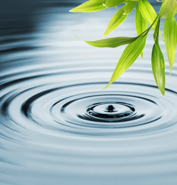 Fresh bamboo leaves over water — Stock Photo, Image