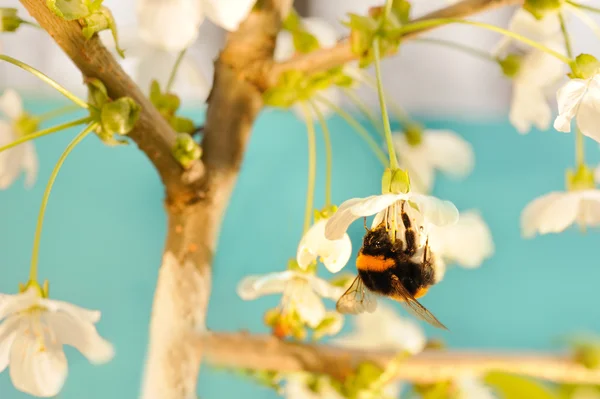 上一朵花的大黄蜂 — 图库照片