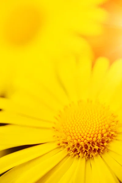 Flores amarillas —  Fotos de Stock