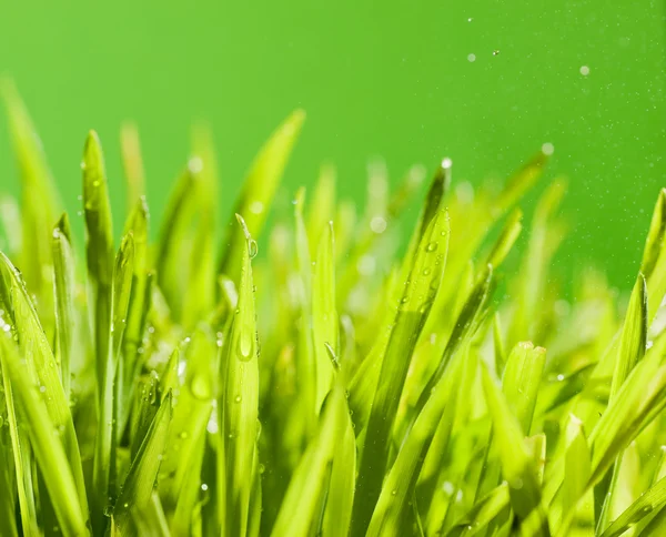 Свіжої зеленої траві — стокове фото