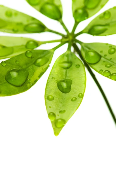 Gotas de agua sobre hojas verdes frescas — Foto de Stock