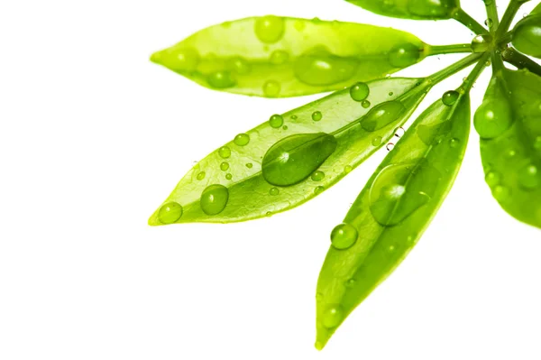 Gotas de agua sobre hojas verdes frescas — Foto de Stock