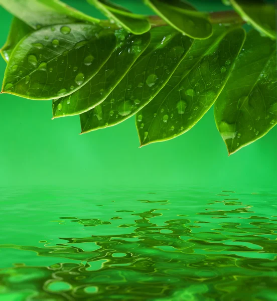 緑色の葉を水に反映されます。 — ストック写真