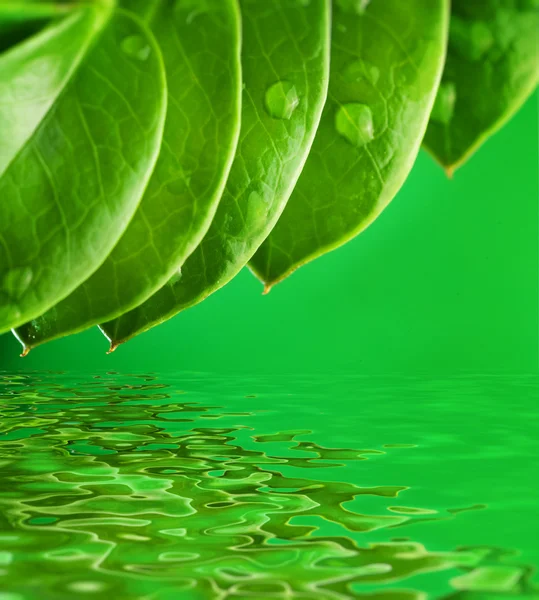 Folhas verdes refletidas na água — Fotografia de Stock