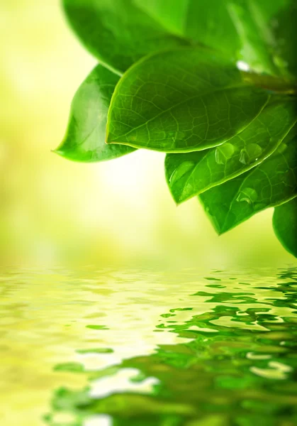 Grüne Blätter, die sich im Wasser spiegeln — Stockfoto