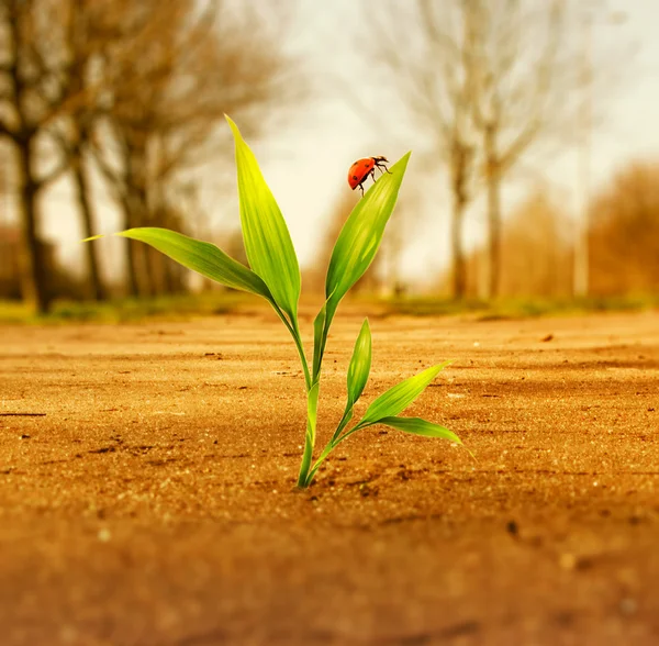 Grama verde crescendo através de solo seco — Fotografia de Stock