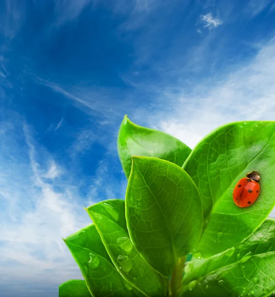 瓢虫坐在绿叶上 — 图库照片