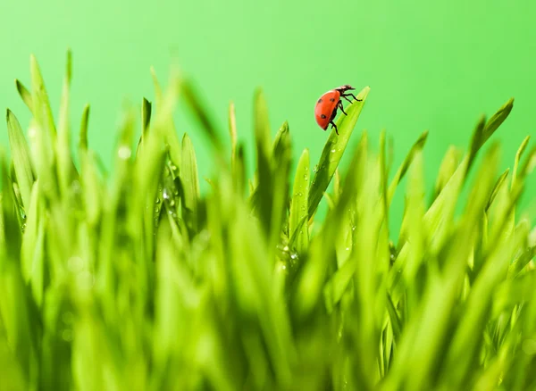 Coccinelle assise sur une herbe verte — Photo