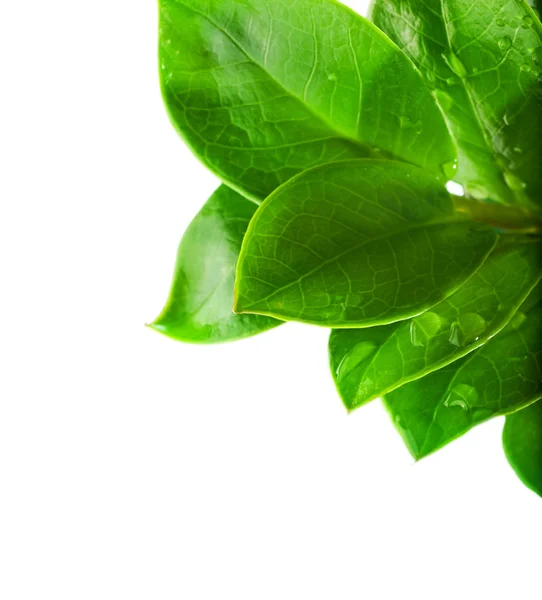 Vattendroppar på färska gröna blad — Stockfoto