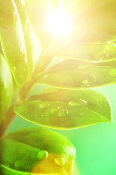Зелене листя з краплями води — стокове фото