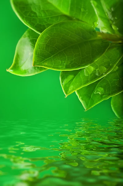 Green leaves reflected in water — Stock Photo, Image