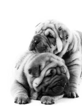 Two sharpei puppies clipart