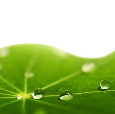 Green leaf with water drops clipart