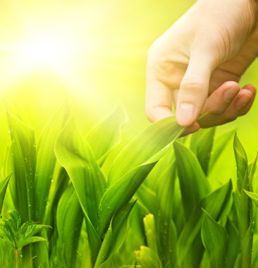 Human hand touching green grass clipart