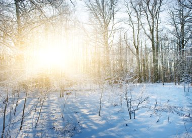 Winter forest scenic clipart