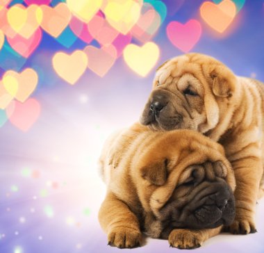 Two shar-pei puppies in love clipart