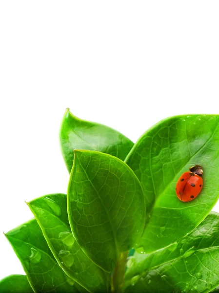신선한 녹색 잎에 앉아있는 무당벌레. — 스톡 사진