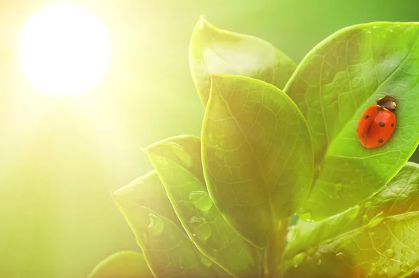 Nyckelpiga sitter på ett grönt blad. — Stockfoto
