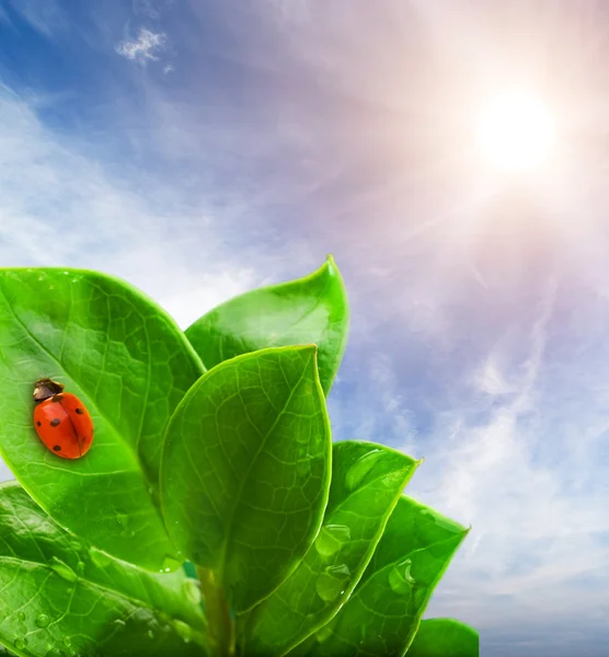 Marienkäfer sitzt auf einem grünen Blatt. — Stockfoto