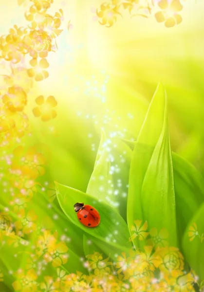 坐在新鲜的青草上的瓢虫 — 图库照片