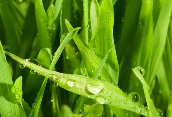 Yeşil çimenler ve yağmur damlaları — Stok fotoğraf