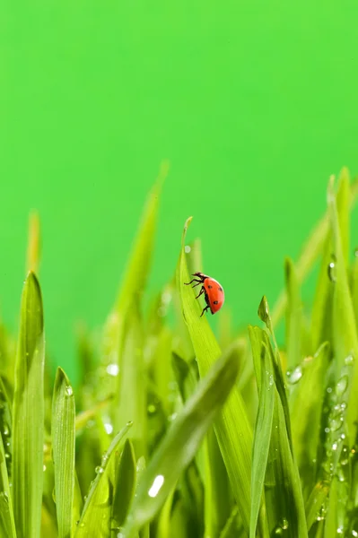 Yeşil çimenlerde oturan uğur böceği — Stok fotoğraf