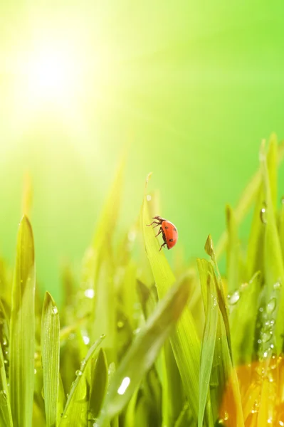 Ladybug zittend op een groen gras — Stockfoto